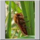 Phragmatobia fuliginosa - Zimtbaer 01.jpg